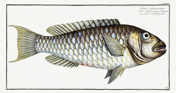 Redtail Parrotfish Print