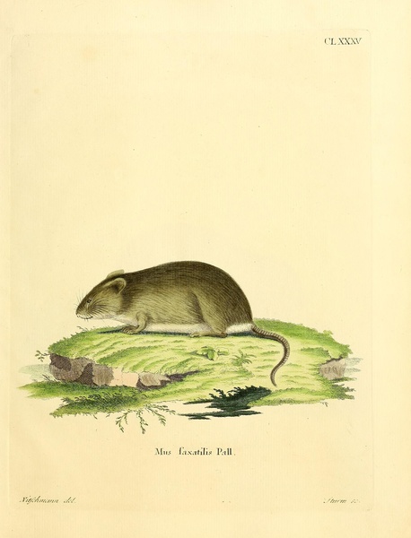Reed Vole Print