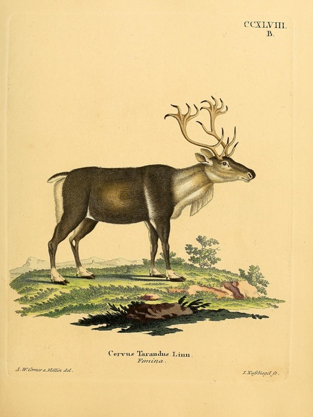 Reindeer Caribou by History In Your Home
