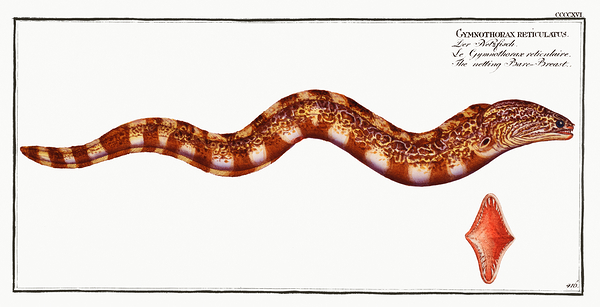 Reticulated Moray Eel Print