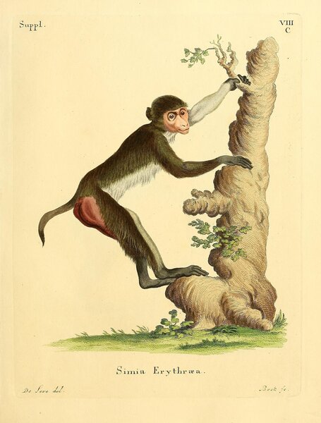 Rhesus Macaque Print