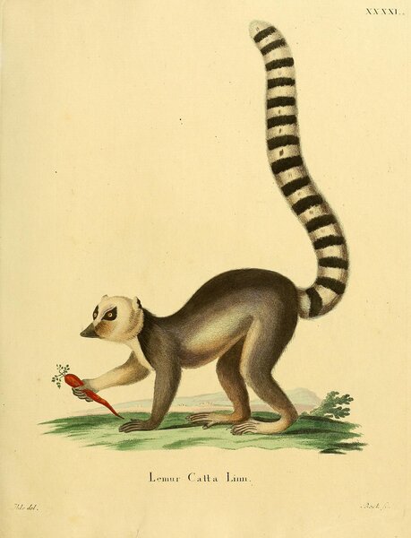 Ring Tailed Lemur Print