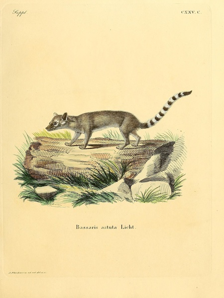Ringtail Ring Tailed Cat Print