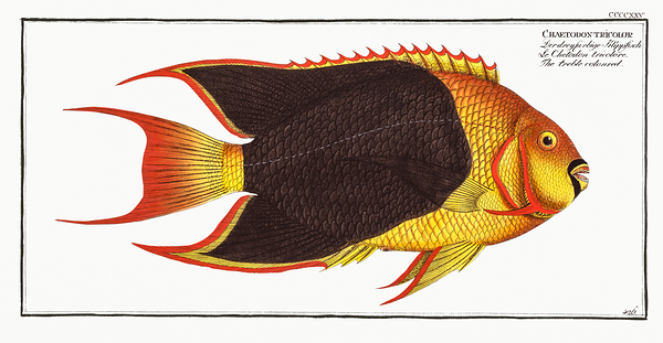 Rock Beauty Angelfish Coshubba by History In Your Home