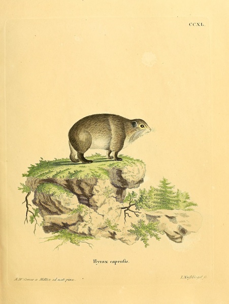 Rock Hyrax 2 Print