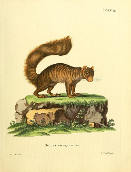 Rock Squirrel Print