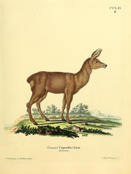 Roe Deer Print