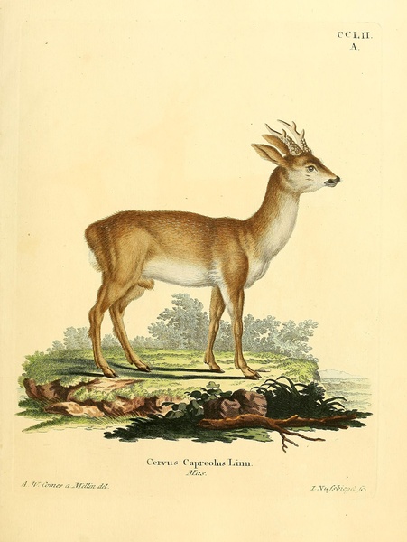 Roe Deer 2 by History In Your Home