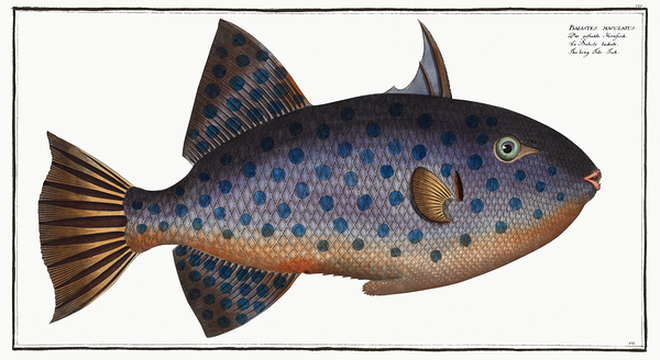 Rough Triggerfish Print