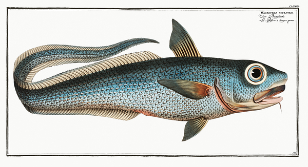 Roundnose Rock Grenadier by History In Your Home