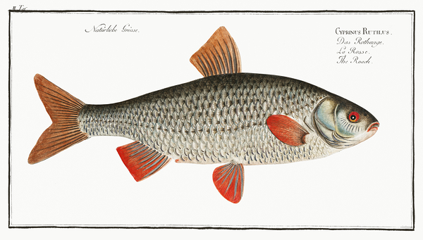 Rutilus Roach Print