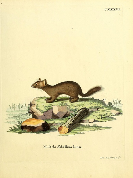 Sable Print