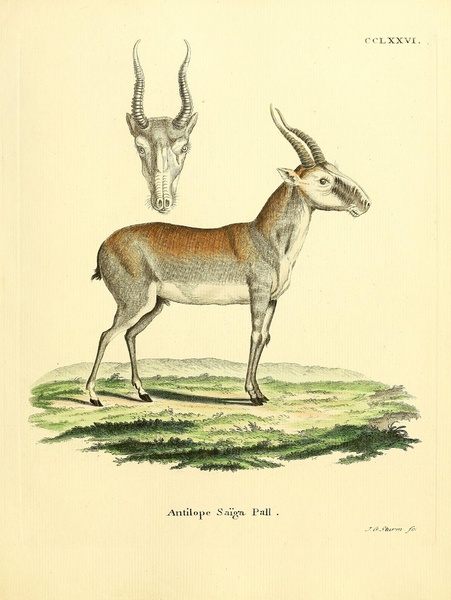 Saiga Antelope Print