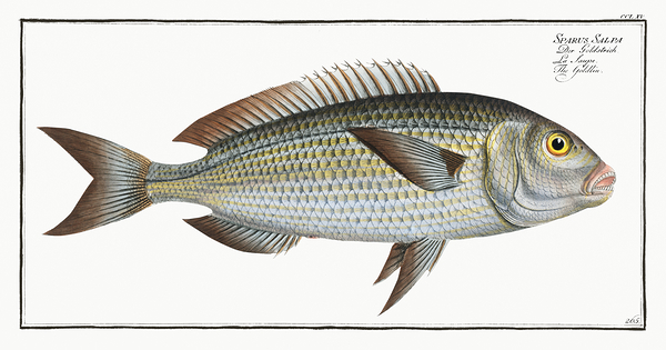Salema Porgy Dreamfish by History In Your Home