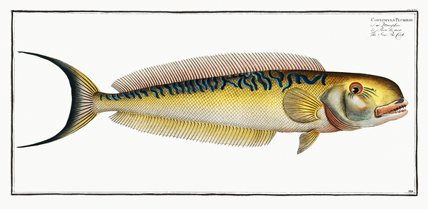 Sand Tilefish Print