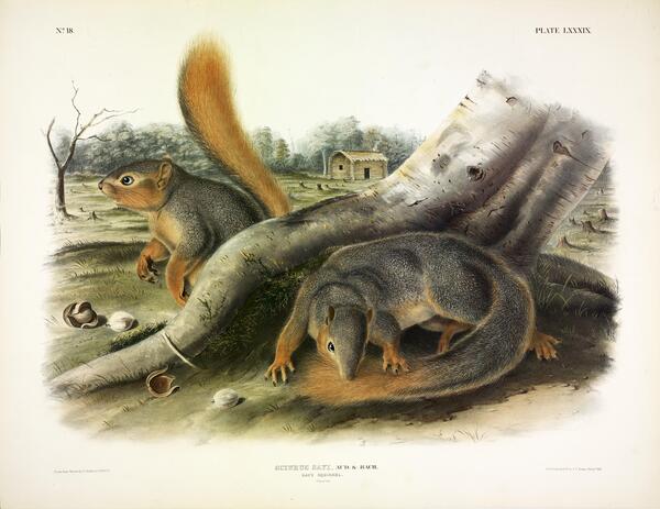 Says Squirrel Print