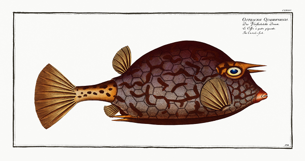 Scrawled Cowfish Print