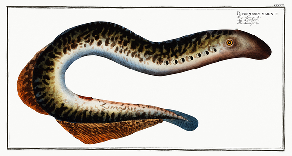Sea Lamprey Vampire Fish by History In Your Home