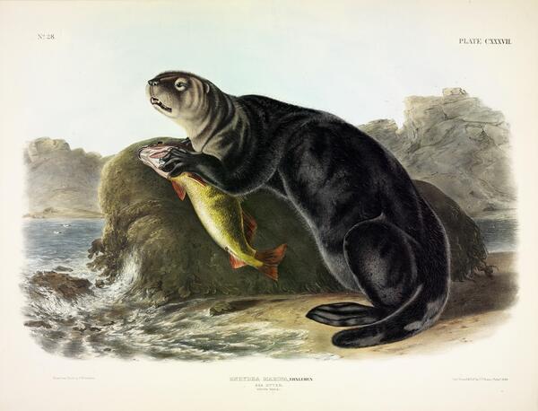 Sea Otter Print