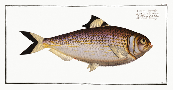 Shad Print