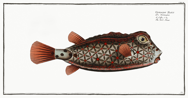 Shortnose Boxfish Print