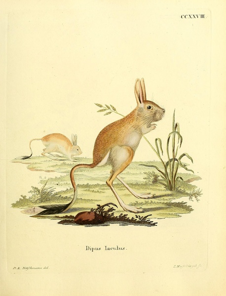 Siberian Jerboa Print