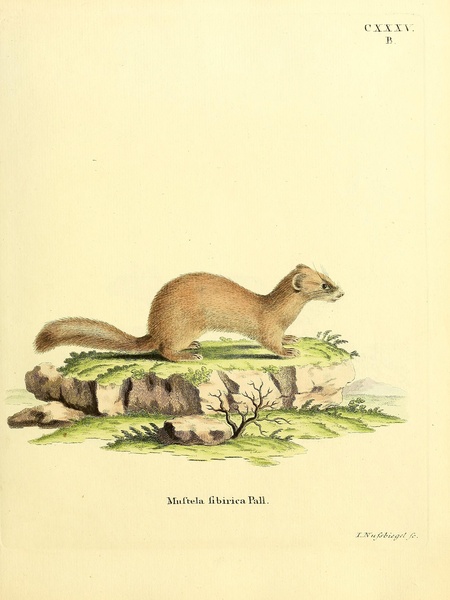 Siberian Weasel Print