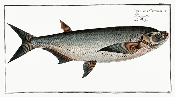Sichel Ziege Sabrefish by History In Your Home