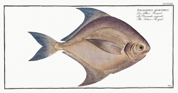 Silver Pomfret Print