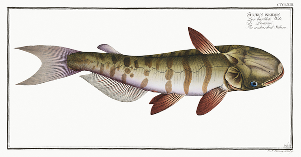 Slopehead Catfish Print