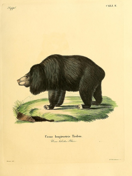 Sloth Bear Print