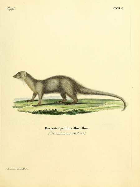 Small Indian Mongoose Print