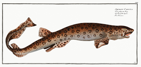 Small Spotted Catshark Sandy Dogfish Print