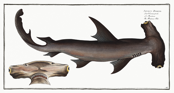 Smooth Hammerhead Shark by History In Your Home