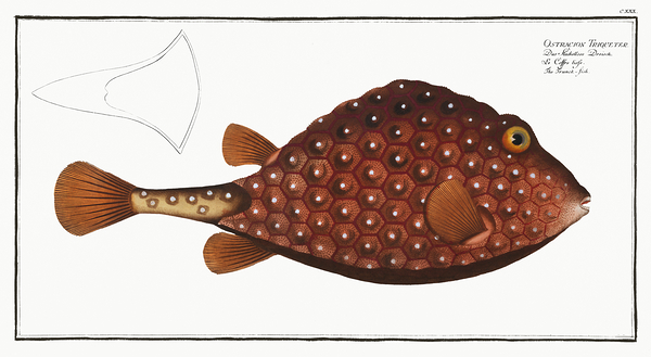 Smooth Trunkfish Print