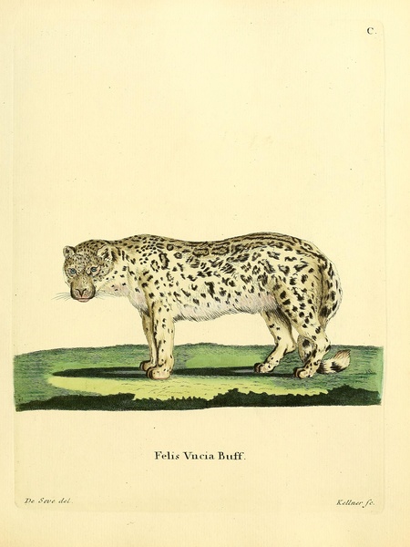 Snow Leopard Print