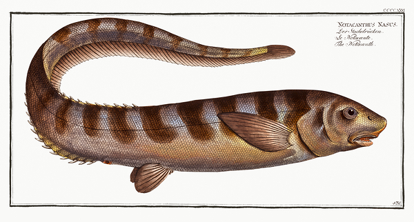 Snub Nosed Spiny Eel Print