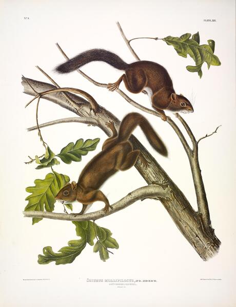 Soft Haired Squirrel Print