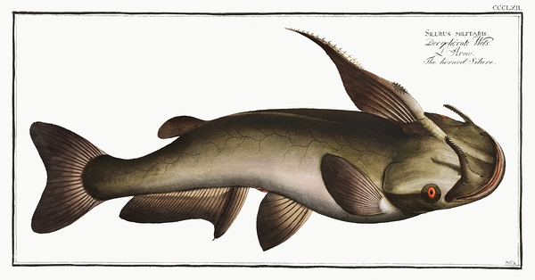 Soldier Catfish Print