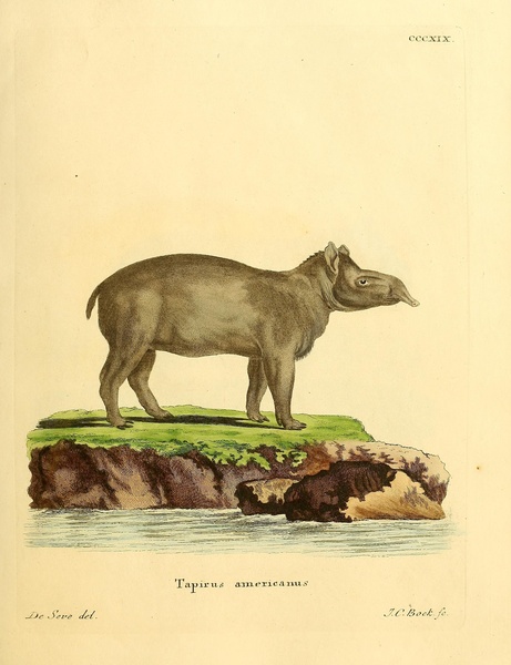 South American Tapir by History In Your Home