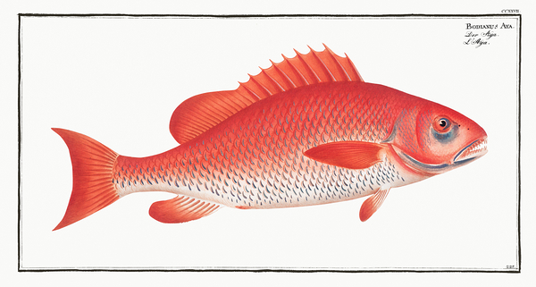 Southern Red Snapper Print