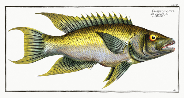 Spanish Hogfish 2 by History In Your Home