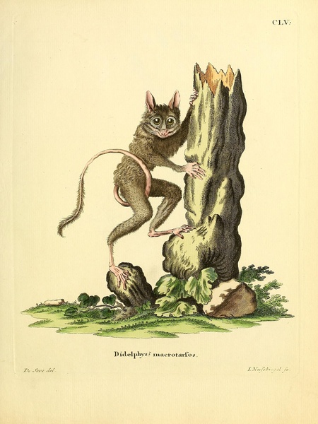Spectral Tarsier by History In Your Home