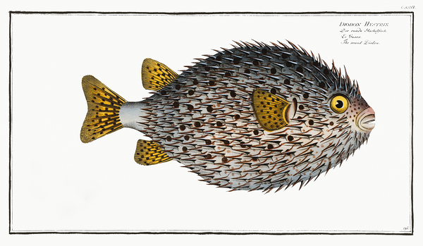 Spot Fin Porcupinefish Print