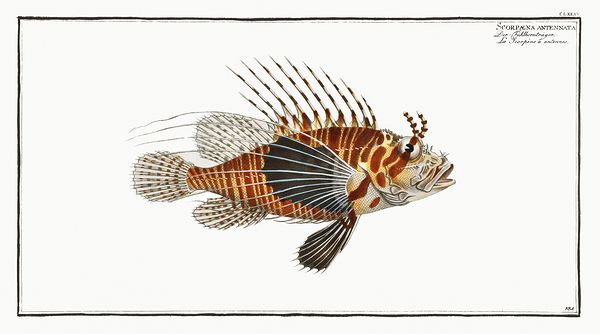 Spotfin Banded Lionfish by History In Your Home