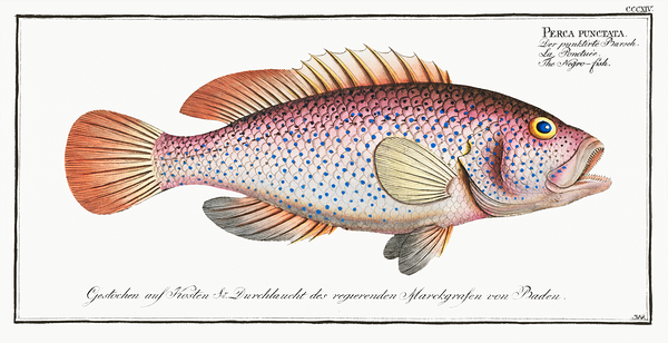 Spotted Seabass Print