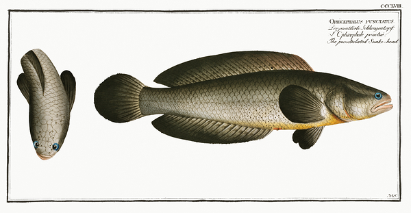 Spotted Snakehead Print