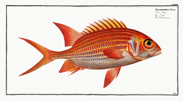 Squirrelfish 2 Print