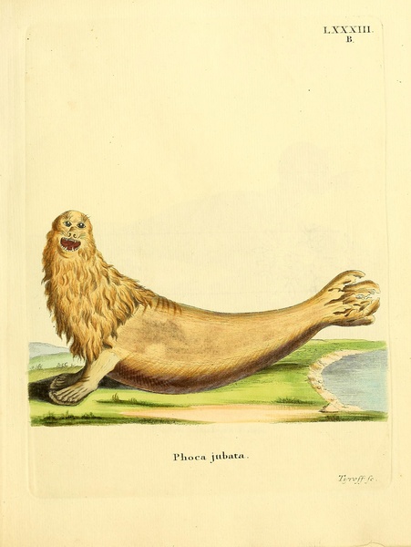 Steller Northern Sea Lion by History In Your Home