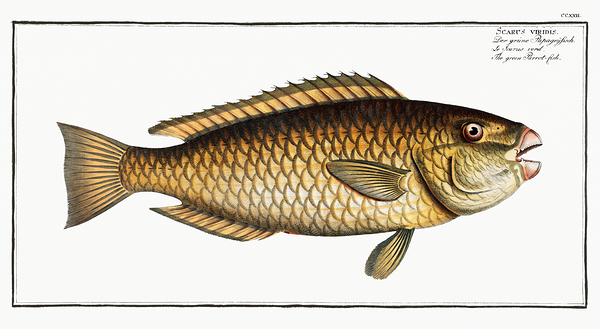 Stoplight Parrotfish Print